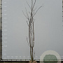 Prunus yedoensis 300-350 cm draadkluit meerstammig