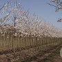 Prunus yedoensis 16-18 HO draadkluit