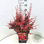 Berberis thunb. 'Rose Glow' 50-60 cm 20L