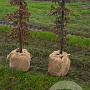 Carpinus betulus 175-200 cm met kluit geveerd met stok