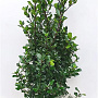 Ilex meserv. 'Blue Prince' 100-125 cm met kluit