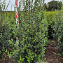 Ligustrum vulg. 'Atrovirens' 175-200 cm met kluit