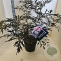 Sambucus nigra Black Lace 60-80 cm 10L
