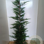 Cupressocyparis leylandii 175-200 cm met kluit