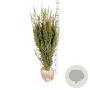 Taxus media 'Hicksii' 80-100 cm met kluit