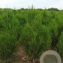 Thuja pl. 'Atrovirens' 80-100 cm met kluit