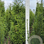 Thuja pl. 'Gelderland' 140-160 cm met kluit