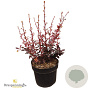Berberis thunb. 'Harlequin' 25-30 cm 3,5L