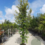 Quercus ilex 250-300 cm container meerstammig