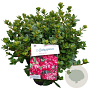 Rhododendron (AJ) 'Izumi-no-mai' 25-30 cm 4,0L