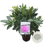 Rhododendron ponticum 30-40 cm 5,0L struik