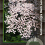 Sambucus nigra Black Lace 30-40 cm 3,0L