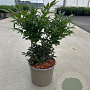 Sarcococca confusa 30-40 cm 3,0L