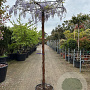 Wisteria sinensis hoogstam container 190STAM dakvorm