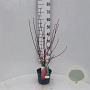 Cornus alba Baton Rouge 30-40 cm 3,0L