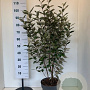 Elaeagnus ebb. 'Compacta' 100-120 cm 10L