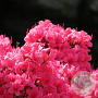 Azalea (J) 'Silvester' 70-80 cm 40L