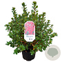Azalea (J) 'Toreador' 25-30 cm 4,0L