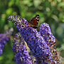 Buddleja 'Reve de Papillon Blue' 30-40 cm 3,0L