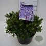Rhododendron impeditum select 25-30 cm 5,0L