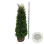 Thuja occ. 'Pyramidalis Compacta' 160-180 cm met kluit extra