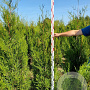 Thuja pl. 'Atrovirens' 160-180 cm met kluit