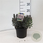 Andromeda polifolia 'Blue Ice' 20-25 cm 2,0L