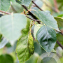 Betula utilis jacquemontii 12-14 HO wortelgoed