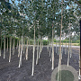 Betula utilis jacquemontii 12-14 HO wortelgoed