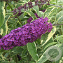 Buddleja d. 'Harlequin' 40-60 cm 3,0L leverbaar