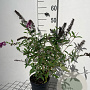 Buddleja d. 'Royal Red' 40-60 cm 2,0L