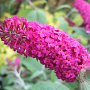Buddleja 'Miss Ruby' GM 3,0L leverbaar