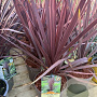 Cordyline australis 'Red Comet' 25-30 cm 2,0L