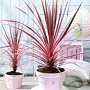 Cordyline aus. Charlie Boy 25-30 cm 2,0L