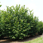 Corylus avellana 300-350 cm draadkluit meerstammig 200-300 breed