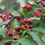 Euonymus europaeus 300-350 cm draadkluit struik 200-300 breed
