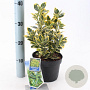 Euonymus jap. Marieke 20-25 cm 2,0L