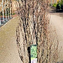 Frangula alnus Fine Line 125-150 cm met kluit