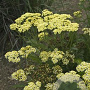 Achillea m. 'Sunny Seduction' GM C1 BIO