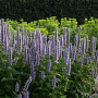 Agastache 'Blue Fortune' GM C1.3 BIO