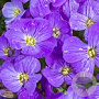 Aubrieta Florado Blue Eye GM C1.3 BIO