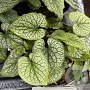 Brunnera macr. 'Alexanders Great' GM C1.3 BIO