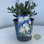 Convolvulus cneorum 20-25 cm 2,0L