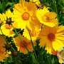 Coreopsis grandiflora GM C1 BIO