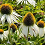 Echinacea p. 'Alba' GM C1.3 BIO