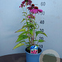 Echinacea p. 'Magnus' GM C1 BIO