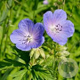 Geranium pratense GM C1 BIO inheems