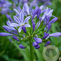 Agapanthus 'Charlotte' GM C1.3 BIO