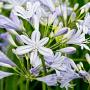 Agapanthus 'Peter Pan' GM C1.3 BIO