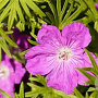 Geranium sanguineum 'Fruit de Fleur' GM C1 BIO